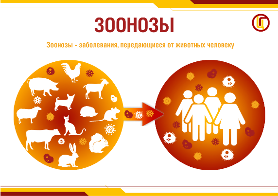 Что такое зоонозные инфекции?